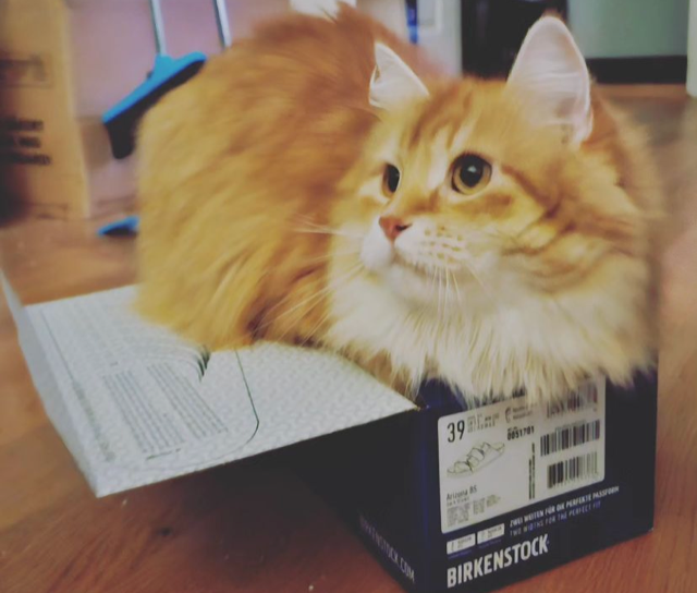 Sibirisk katt Ferrari